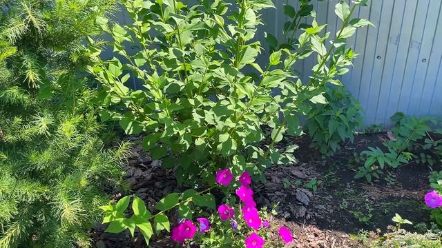 Обзор цветущих в июле! Цветение многолетников!