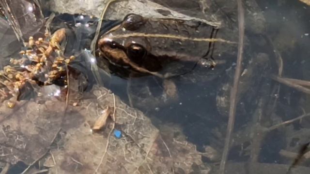 Лягушачьи песни на реке #nature#frogsongs