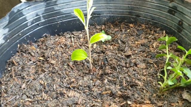 How To Grow Jujube Fast With Easy Instructions смотреть онлайн