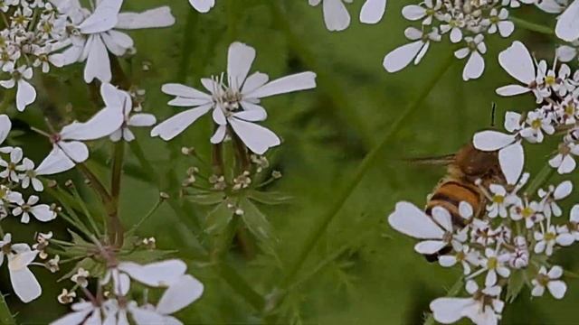 מסרק מזרחי ודבורים Scandix iberica and bees смотреть онлайн