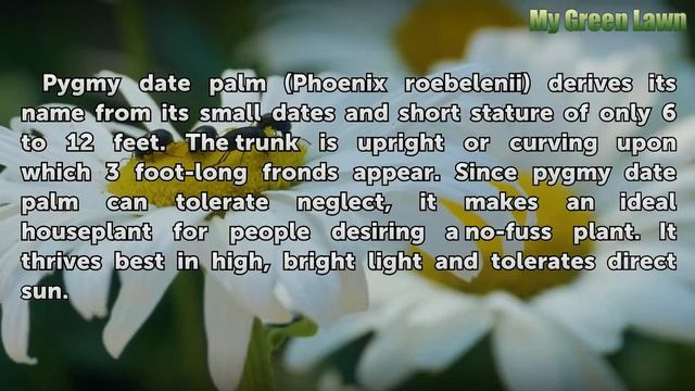 Indoor Plants That Will Tolerate Direct Sunlight смотреть онлайн