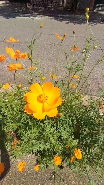 Cosmos-Laranja/(Cosmos sulphureus) Cav. [Leitura na Descrição]#cosmos смотреть онлайн