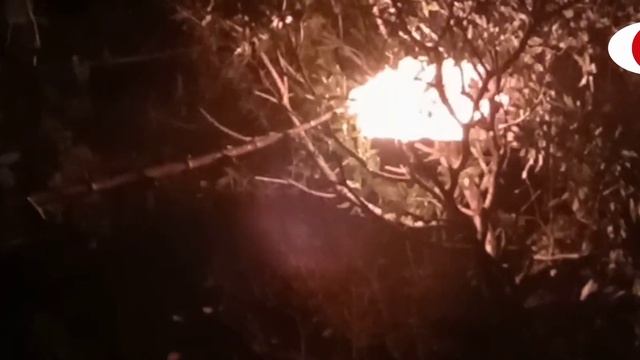 pemusnahan sarang tawon vespa affinis. смотреть онлайн