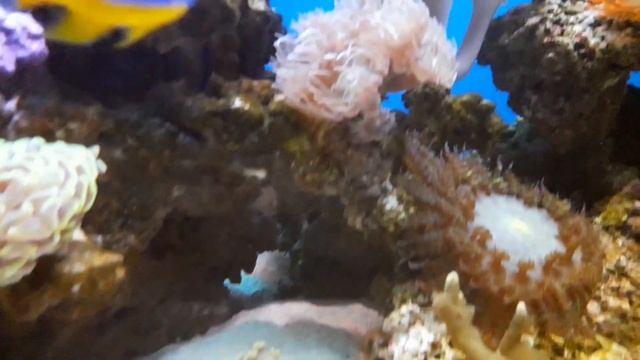 Riga Reef 400 смотреть онлайн