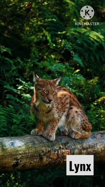 Eurasian lynx is a medium size cat. #cat #wildlife shorts смотреть онлайн