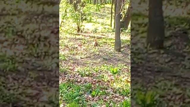 Белка в Белоусовском парке смотреть онлайн