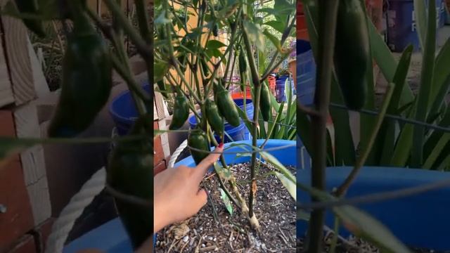 Jalapeño plant { 2021 Vid 52 } смотреть онлайн