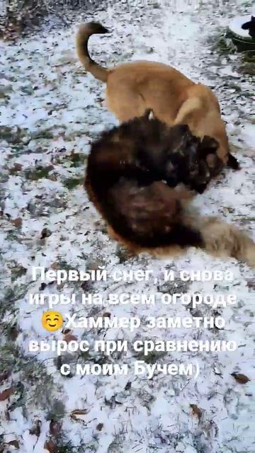 брошенный щенок, часть 42 смотреть онлайн