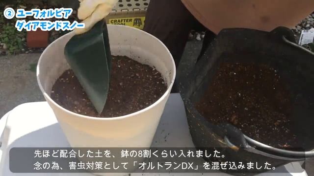 【必見です】春から秋まで長く楽しめる花苗4選 / PW姫ライラック・ユーフォルビア新品種・黒真珠・スモークツリー / どんどん植え付けましょ【ガーデニング】 смотреть онлайн