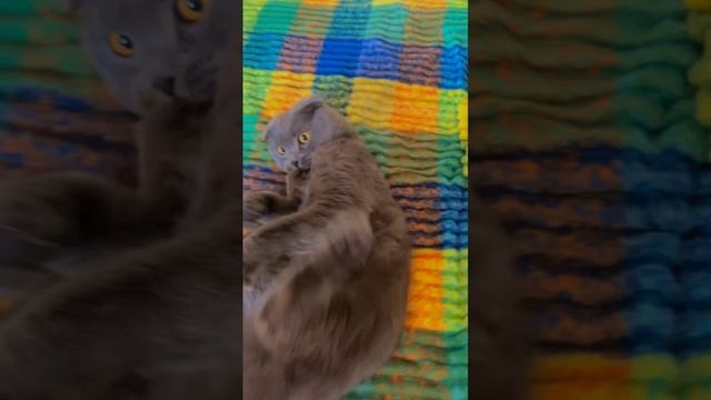 🔴КОТ СМОКИ🔴 смотреть онлайн