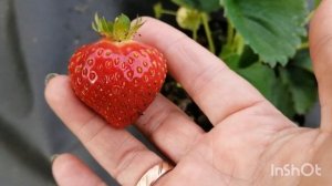 сорт Москова клубника КСД