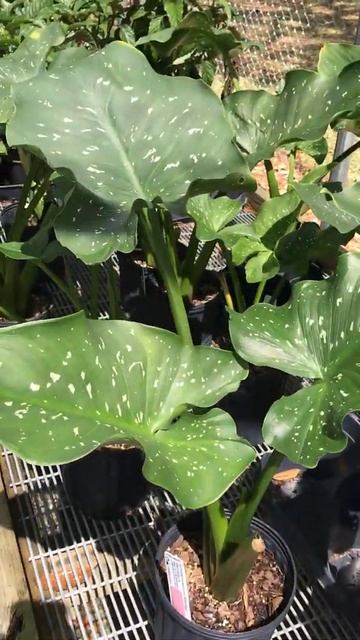 Zantedeschia aethiopica - Giant Calla Lily смотреть онлайн