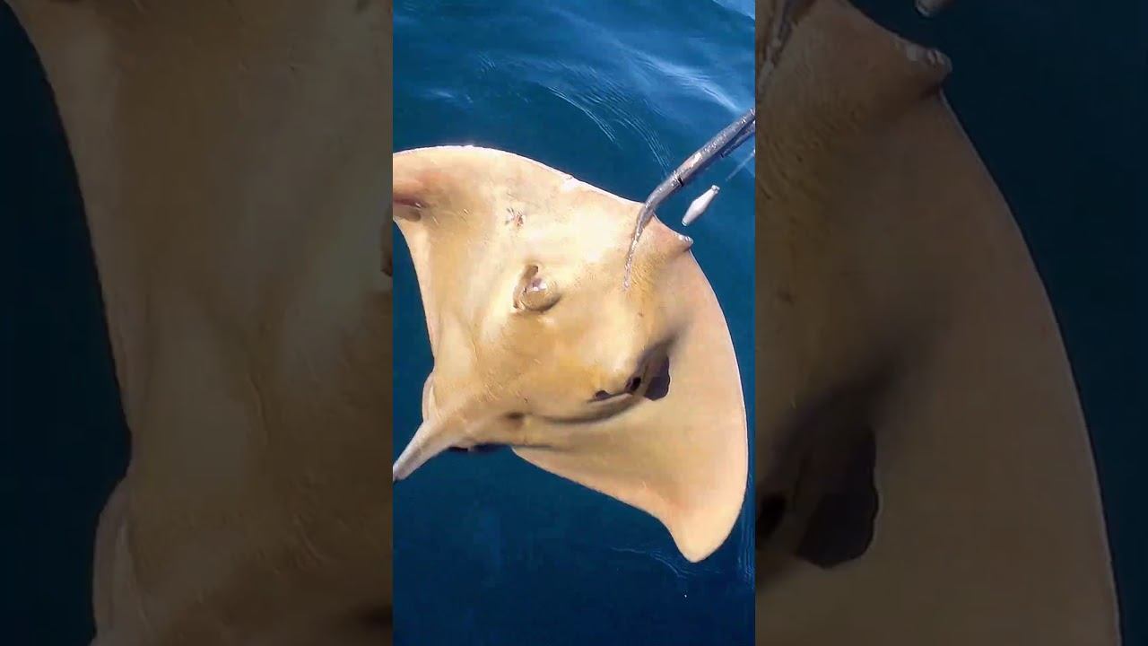 Скат малышок отпущен #котлеты #рецепты #серфинг смотреть онлайн