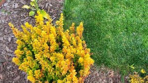 МОЛОДОЙ САД В СИБИРИ! Подробный обзор растений!