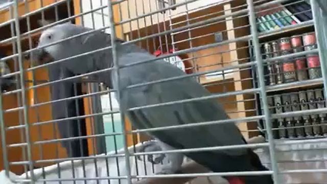 Попугай восхваляет Аллаха смотреть онлайн