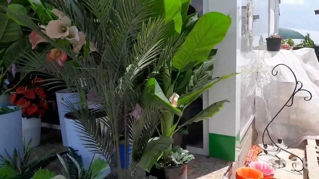 УЗБЕКИСТАН. СУРХАНДАРЁ. КУМКУРГАН. Цветочный булвар!!! ## сурхон## видео## смотреть онлайн