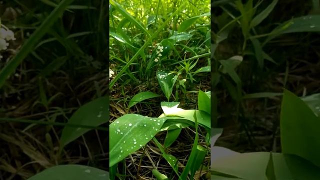 ✨ЛАНДЫШ✨ смотреть онлайн