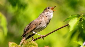 Пение соловья в лесу. Настоящий певец