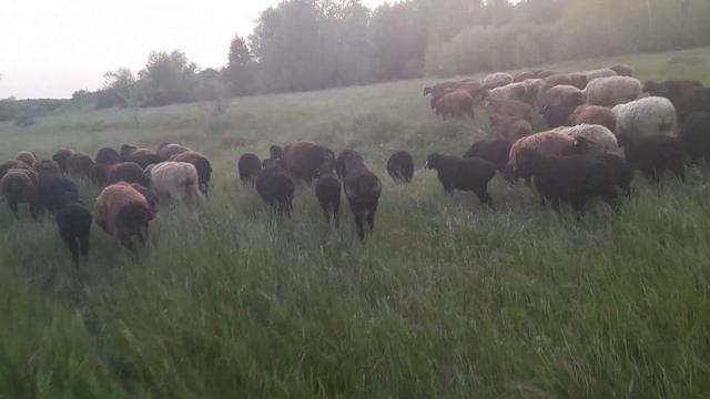 загоняем овец смотреть онлайн