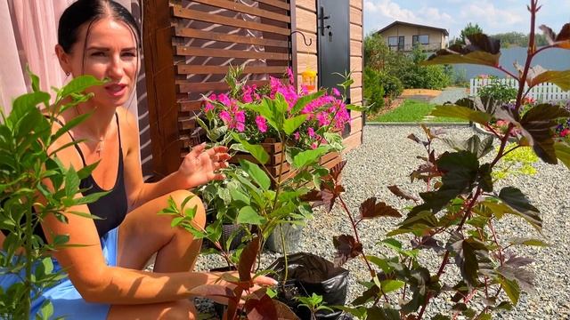 ЗАКУПИЛАСЬ ПО ПОЛНОЙ! Многолетники для сада! Краткий обзор! смотреть онлайн