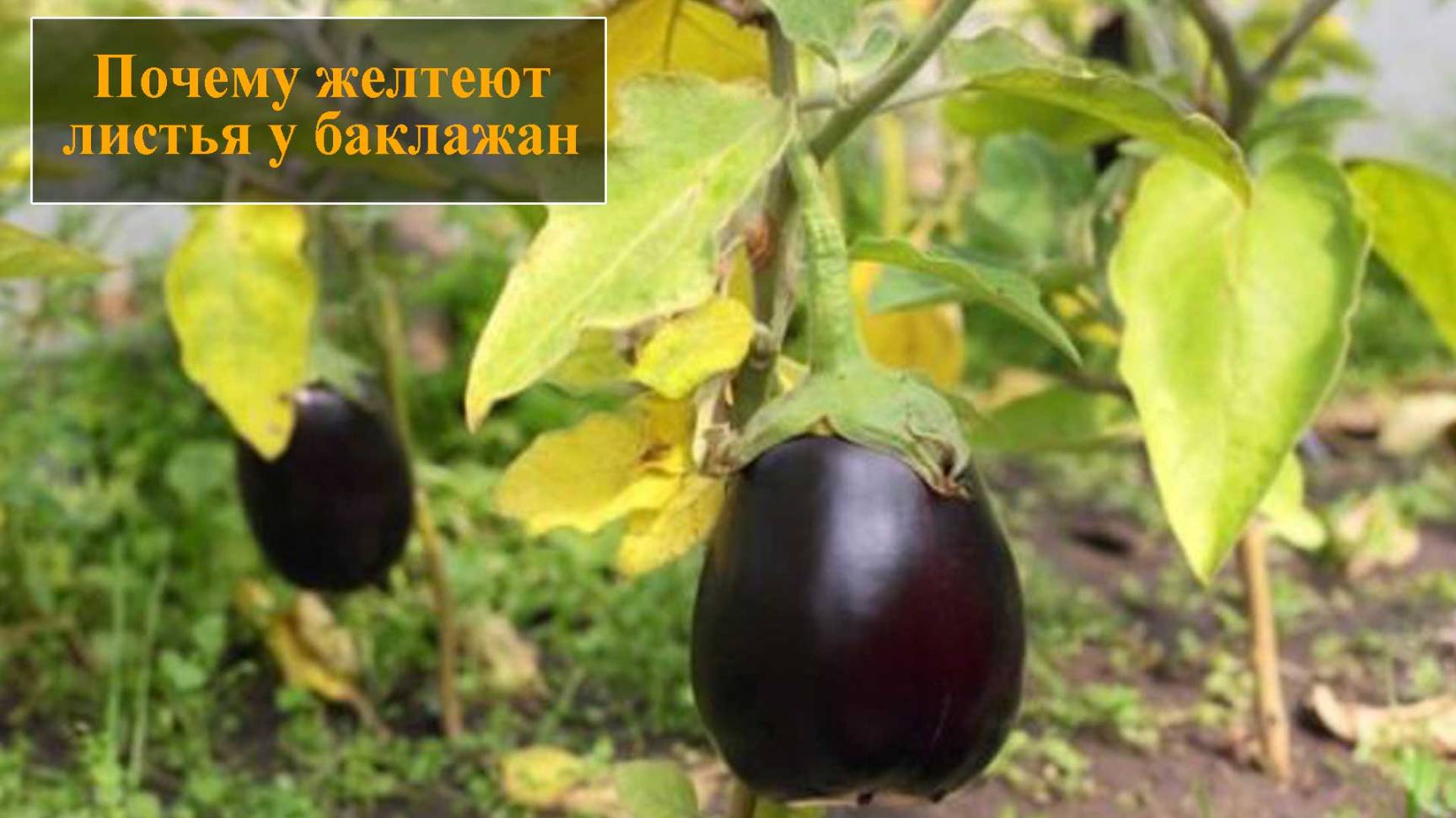 Желтеют листья у баклажан что делать смотреть онлайн