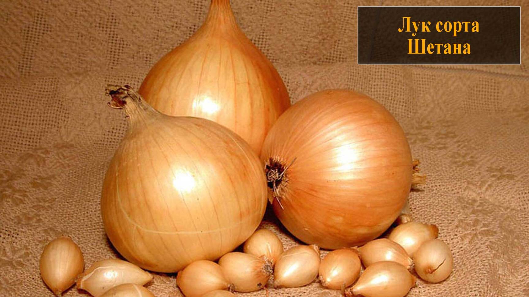 Лук сорта Шетана смотреть онлайн