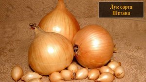Лук сорта Шетана