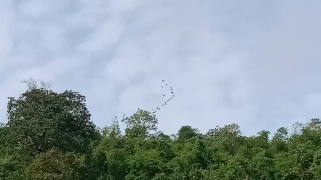 นกเงือกกรามช้าง บินผ่าน смотреть онлайн