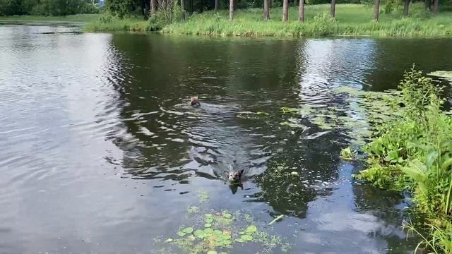 Как научить собаку плавать смотреть онлайн