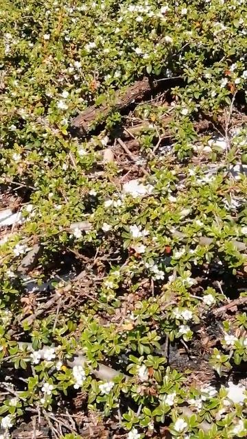 Zwergmispeln Cotoneaster auf unserem Blockhausdach blume pflanze strauch insekten bienen смотреть онлайн