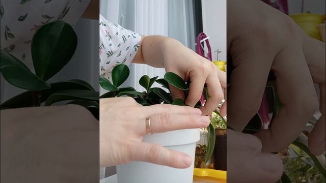 Создаём пышный куст Пеперомии