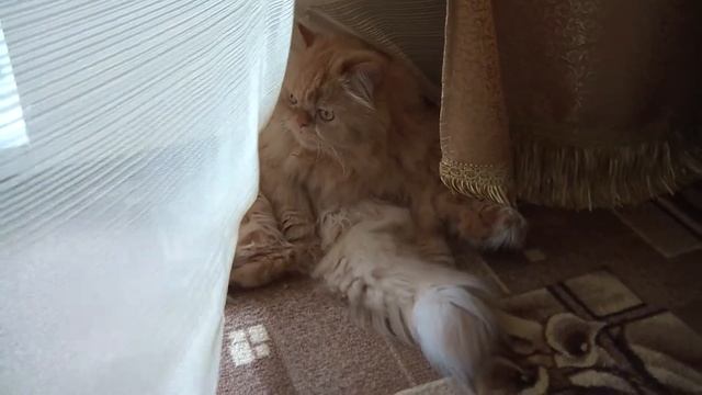 кот проветривает пузико смотреть онлайн