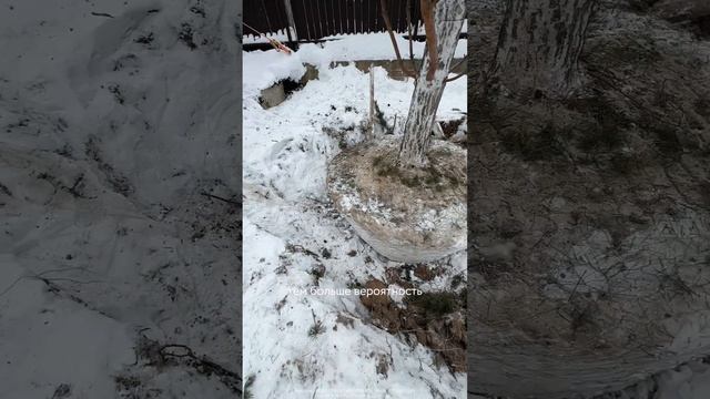 Какие правила посадки больших деревьев? смотреть онлайн