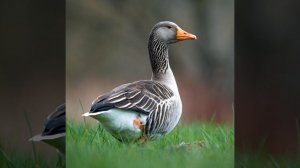 Звук кряканья утки