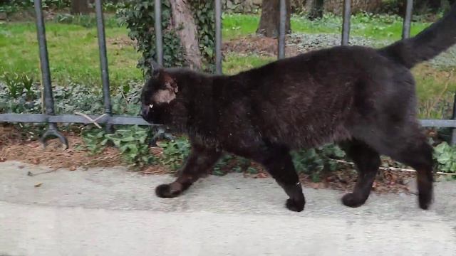 Гурзуфский кот смотреть онлайн