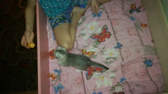 Котенок пытается поймать игрушку. 😂😂😂 смотреть онлайн
