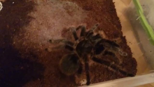 Brachypelma albopilosum mating смотреть онлайн