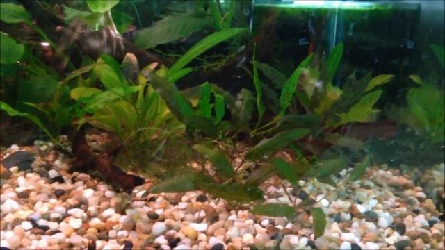 Plant Species Profile # 4: Crypt wendtii (Cryptocoryne wendtii) смотреть онлайн