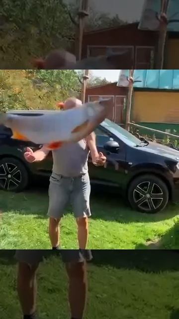 Дед где такого корася выловил?