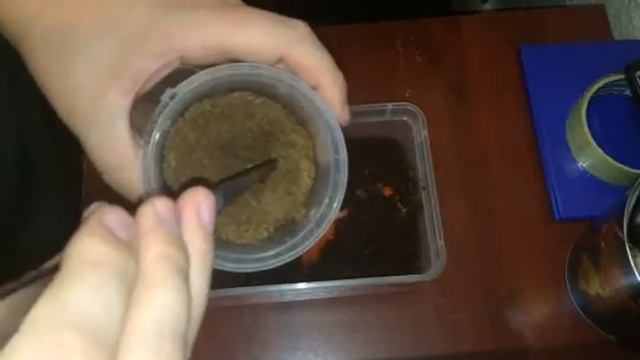 0.0.2 Grammostola pulchra ( Rehouse ) смотреть онлайн