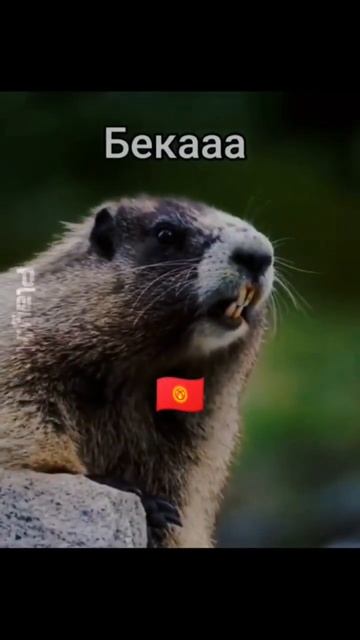 Бека капучино #бека смотреть онлайн