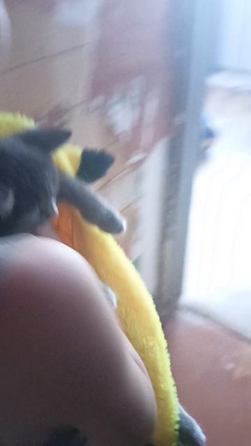 Первое сентября первый раз кошка пошла в школу