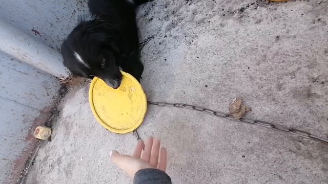 Выходные/ распоковка посылки с кормом/ мертвый баклан смотреть онлайн