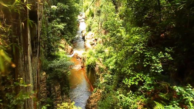 Jungle Sound Effect 🌴 Sounds of the Jungle смотреть онлайн