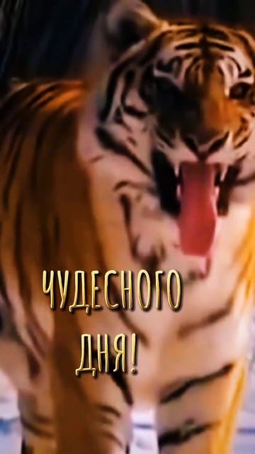 Доброе утро, Амурский тигр смотреть онлайн