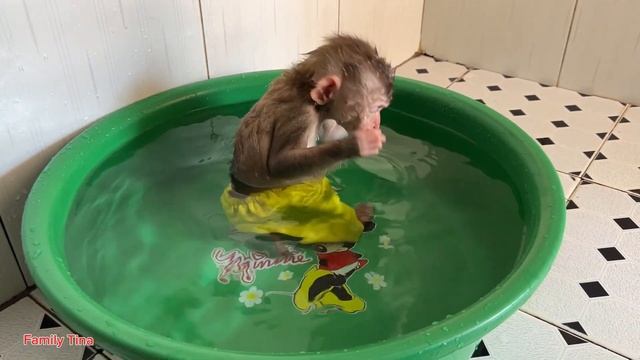 Monkey Tina Hides From Her Mother To Take A Bath When The Weather Is Hot