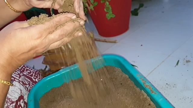 Growing Asiatic Lily Bulbs - How to Grow Asiatic Lily / Lilium Bulbs || Fun Gardening смотреть онлайн