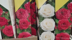 РОЗЫ. Новый завоз роз Поиск. 2025 год.  Февраль.