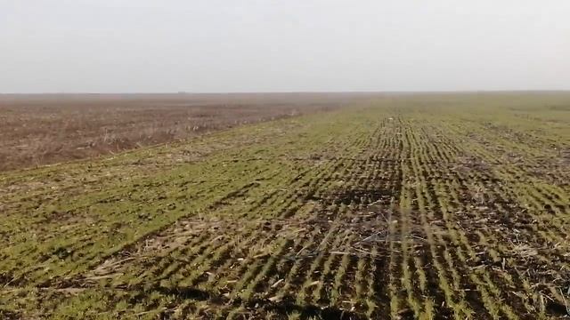 Обзор пшеницы ленокс на 65 ке 27 03 2020 смотреть онлайн