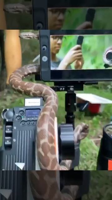 photoshoot with snake смотреть онлайн